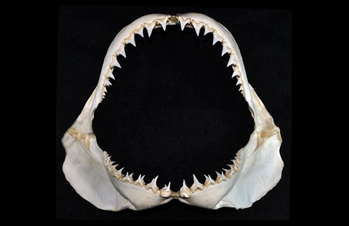 Mâchoire de grand requin blanc