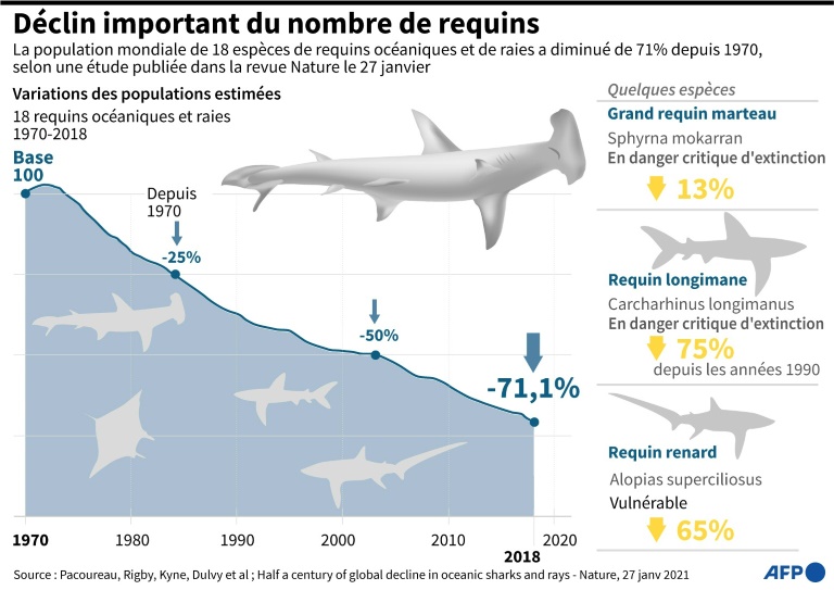 Le déclin des populations de requins