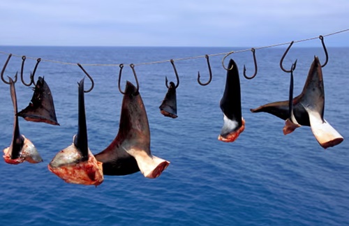 Résultat du shark finning