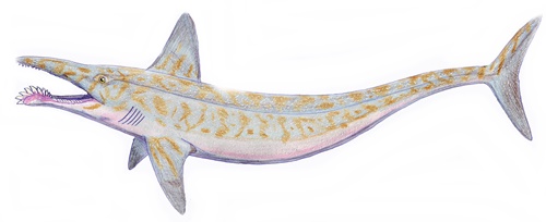 Parahelicoprion clerci