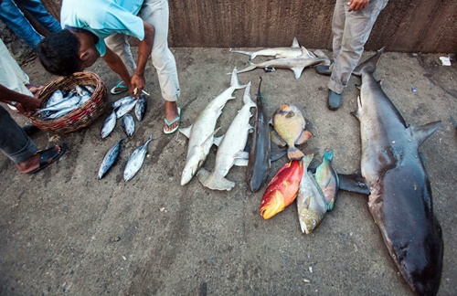Pêche en Indonésie