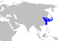 Squatina japonica