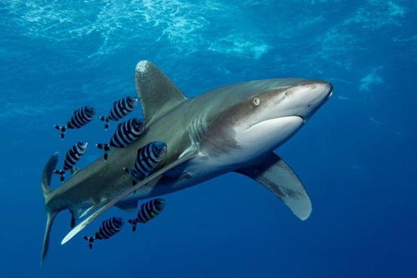 Requin longimane aussi appelé requin océanique