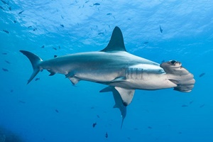 Requin-marteau halicorne