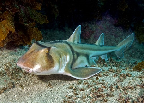 Requin dormeur de Port-Jackson