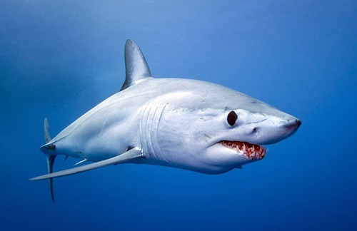 Requin mako aussi appelé requin taupe-bleu